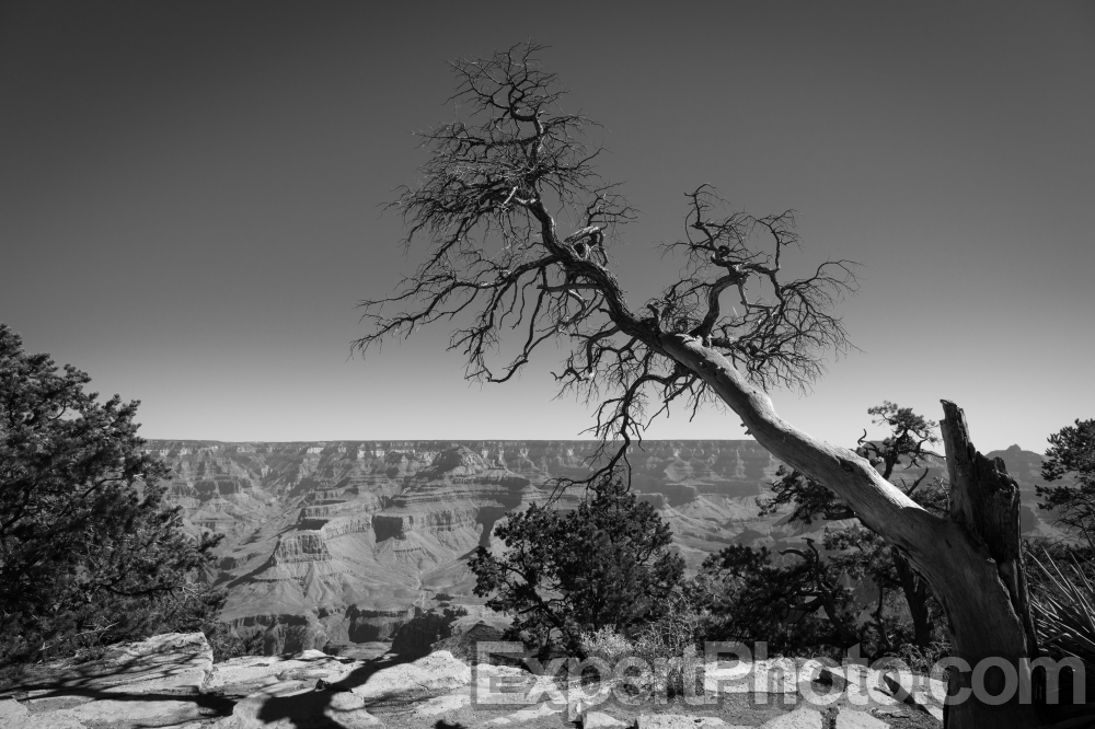 Nice photo of Grand Canyon Tree