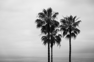Nice photo of Palm Trees Laguna Beach