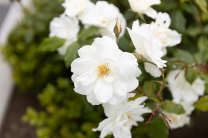 Nice photo of White Rose