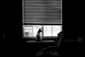 Nice photo of Dog In The Window