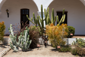 Nice photo of Cactus at the Mission San Luis Rey
