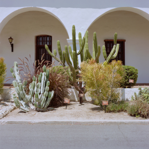 Nice photo of Cactus at the Mission San Luis Rey