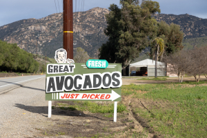 Nice photo of Fresh Avocados Pala California