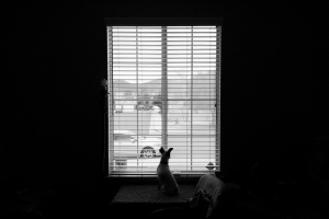 Nice photo of Doggie in the window