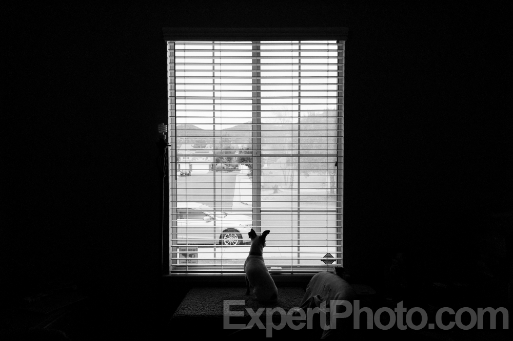 Nice photo of Doggie in the window