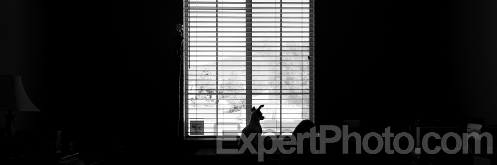 Nice photo of Dog in the window