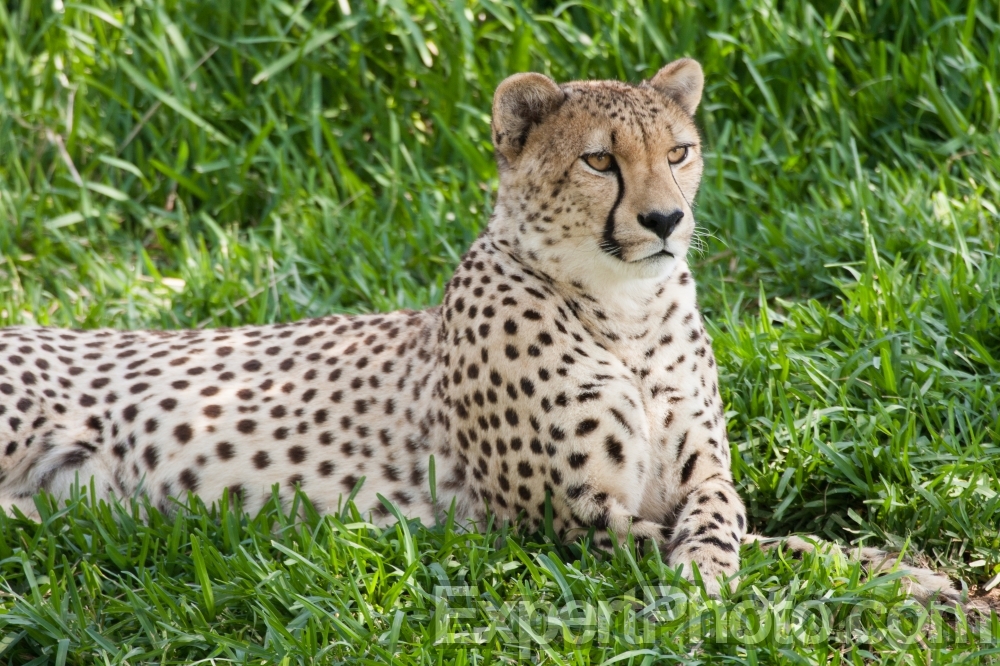 Nice photo of Cheetah at the San Diego Zoo Safari Park