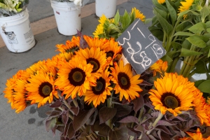 Nice photo of Sunflowers for sale at the Temecula Farmers Market