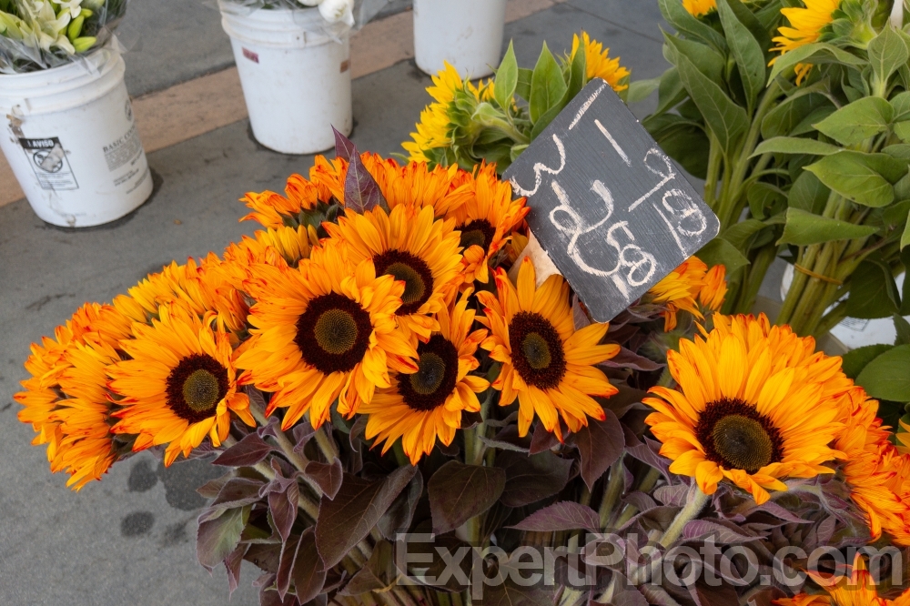 Nice photo of Sunflowers for sale at the Temecula Farmers Market