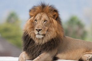 Nice photo of Lion at the San Diego Zoo Safari Park