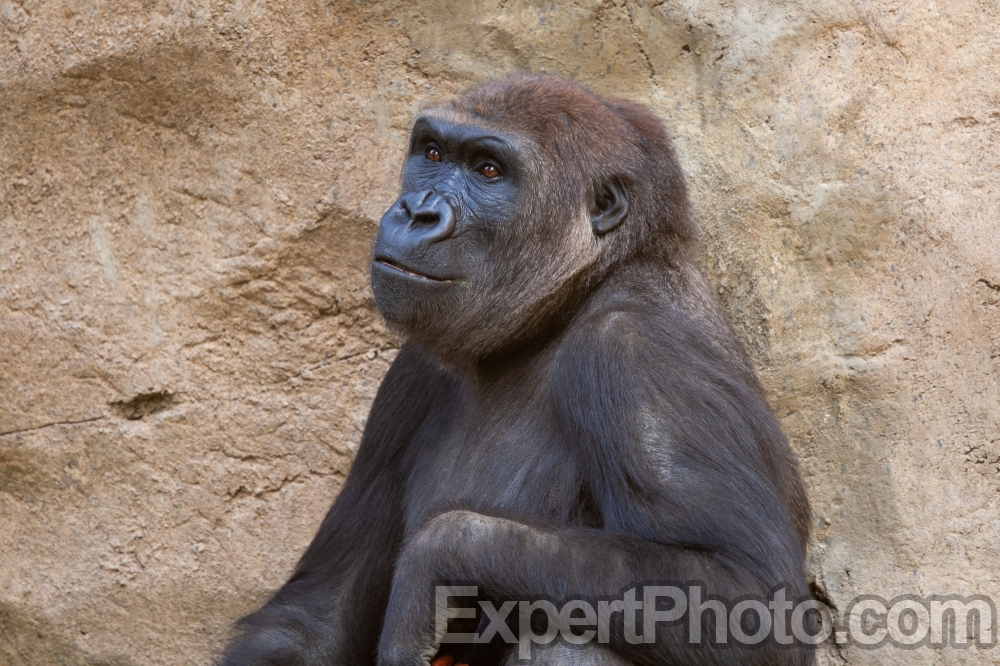 Nice photo of Female Gorilla at the San Diego Zoo Safari Park