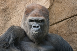 Nice photo of Male Gorilla at the San Diego Zoo Safari Park