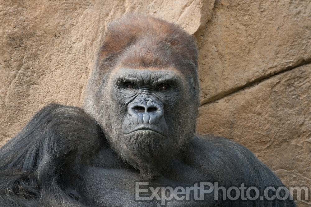 Nice photo of Male Gorilla at the San Diego Zoo Safari Park
