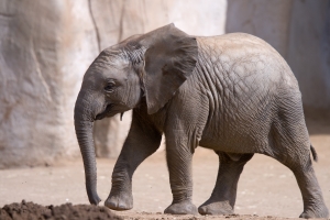 Nice photo of Baby Elephant at the San Diego Zoo Safari Park