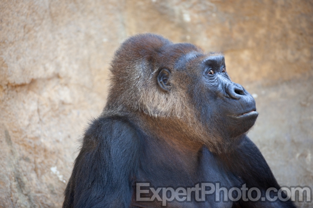 Nice photo of Gorilla with Beautiful Eyes
