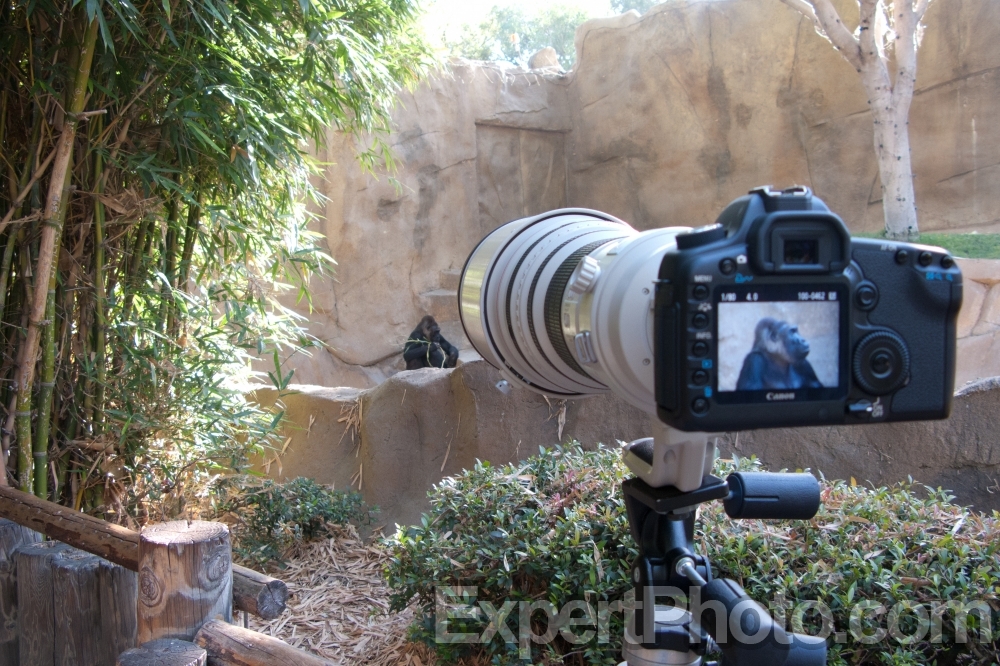 Nice photo of Long Lens at the San Diego Zoo Safari Park