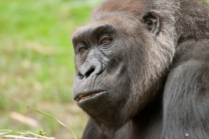Nice photo of Gorilla Staring Contest