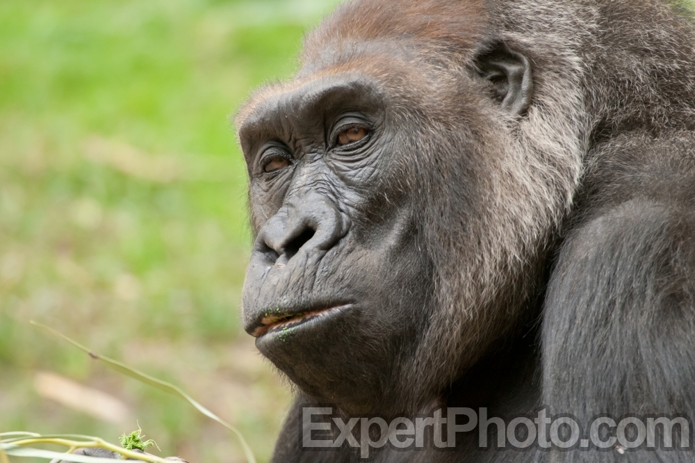 Nice photo of Gorilla Staring Contest