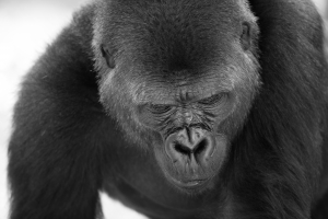 Nice photo of Gorilla Facial Features