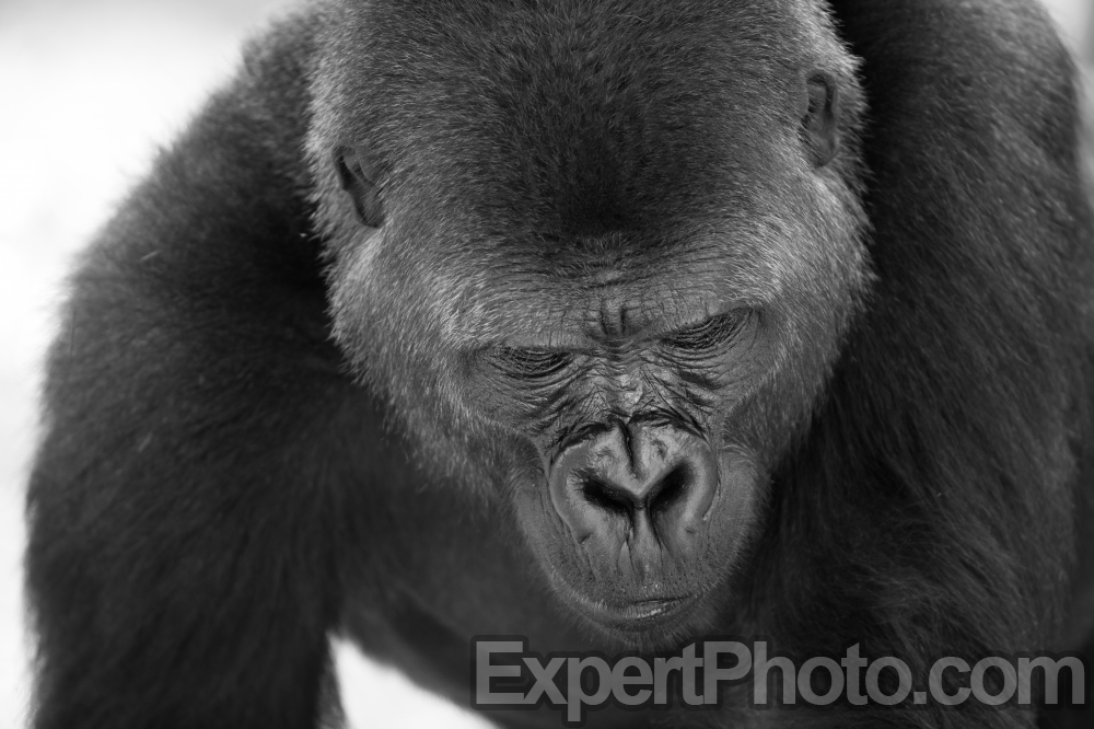 Nice photo of Gorilla Facial Features