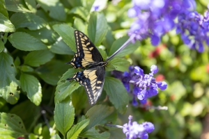 Nice photo of Anise Swallowtail at Butterfly Farms