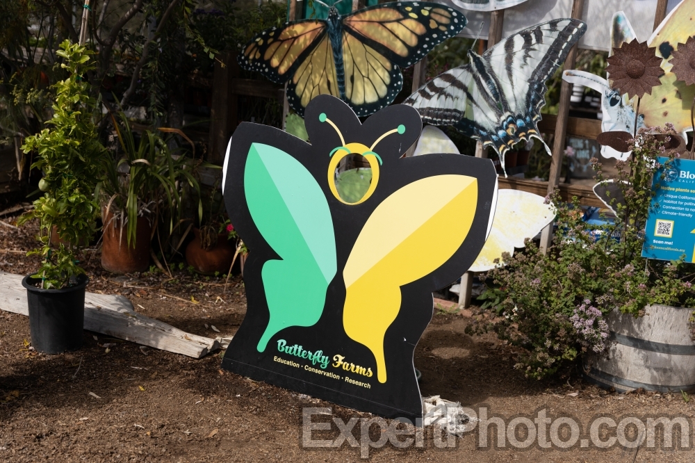 Nice photo of Butterfly Farms Face Hole Board