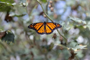 Nice photo of Monarch Butterfly at Butterfly Farms