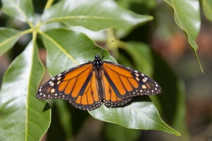 Nice photo of Monarch Butterfly in the Butterfly Farms Vivarium