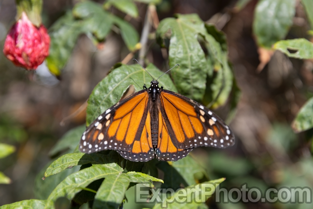 Nice photo of Monarch in the Butterfly Farms Vivarium