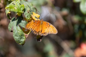Nice photo of Gulf Fritillary at Butterfly Farms in Encinitas