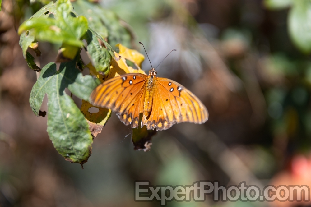 Nice photo of Gulf Fritillary at Butterfly Farms in Encinitas
