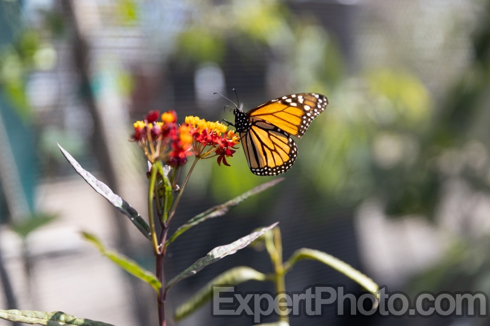 Nice photo of Monarch Butterfly at Butterfly Farms in Southern California
