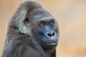 Nice photo of Gorilla at the San Diego Zoo Safari Park