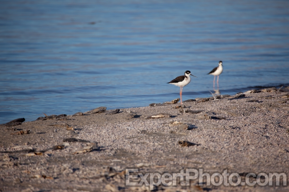 Nice photo of Birds Eating Fish Salton Sea