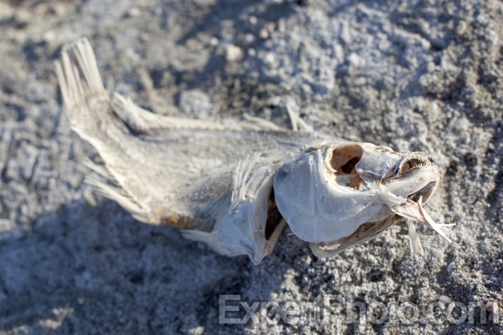 Nice photo of Dead Fish Salton Sea