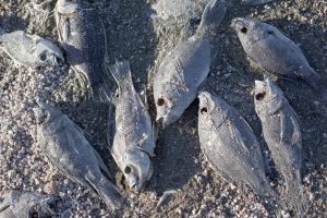 Nice photo of Dead Fish Salton Sea