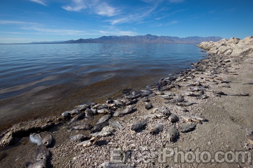 Nice photo of Dead Fish Along the Shore of the Salton Sea