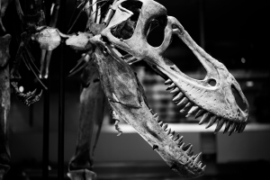 Nice photo of Tyrannosaurus Rex at the Natural History Museum