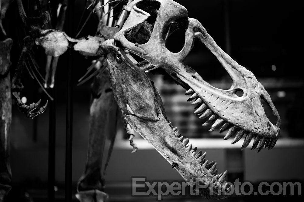 Nice photo of Tyrannosaurus Rex at the Natural History Museum