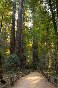Nice photo of Henry Cowell Redwoods State Park