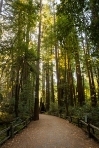 Nice photo of Henry Cowell Redwoods State Park