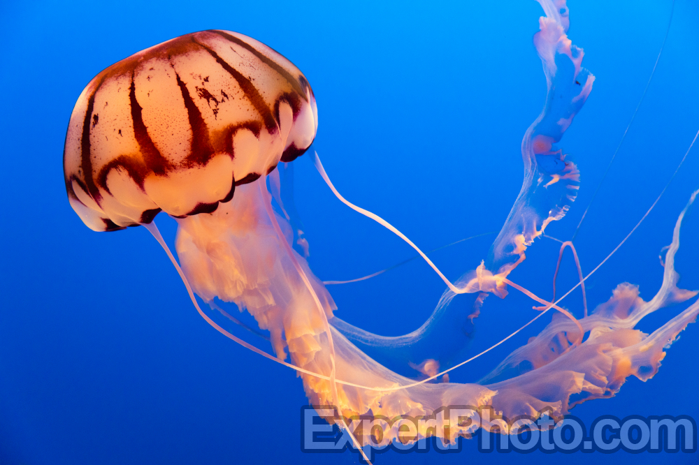 Nice photo of Jellyfish Monterey Bay Aquarium