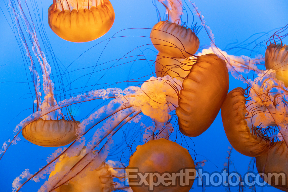 Nice photo of Jellyfish Monterey Bay Aquarium