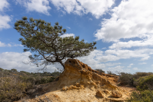Nice photo of Torrey Pines State Natural Reserve