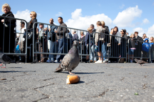 Nice photo of Pigeon Standoff
