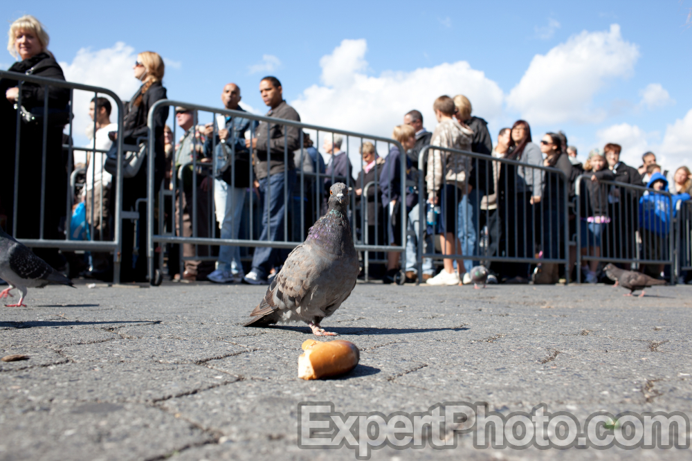 Nice photo of Pigeon Standoff